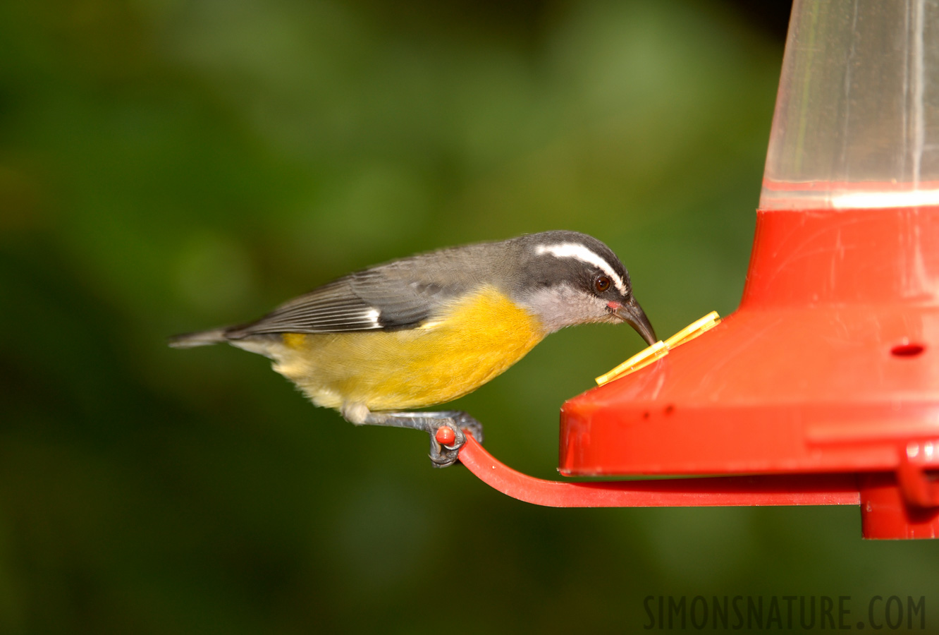 Coereba flaveola mexicana [290 mm, 1/90 sec at f / 4.0, ISO 200]